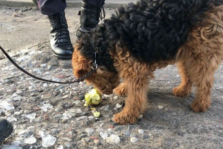 Калининградец забыл в троллейбусе сумку, и ее содержимым накормили служебного пса