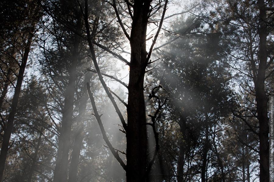 Когда рассеялся дым: после локализации лесного пожара на Куршской косе (фото)