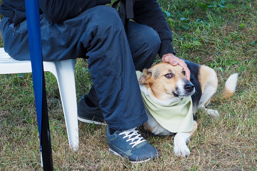 Подари мне дом: на Верхнем озере организовали выставку бездомных животных