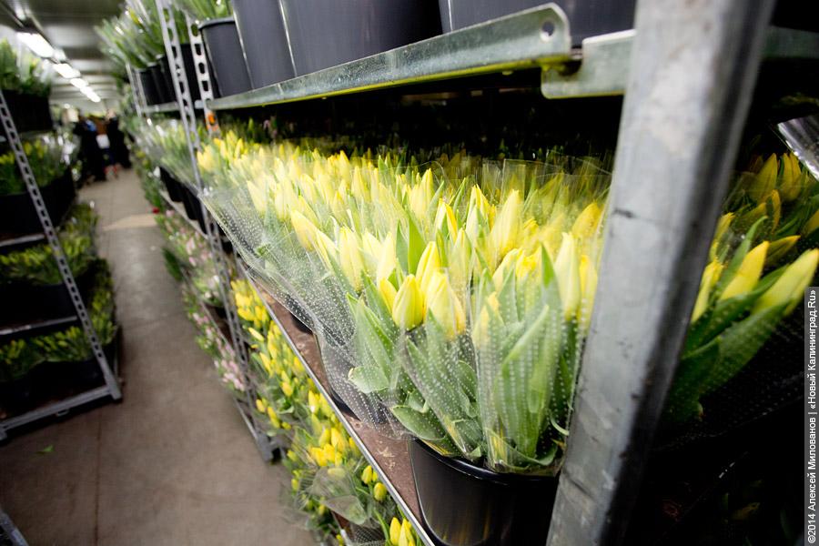 Букет к празднику: в Калинково вырастили 6 миллионов тюльпанов