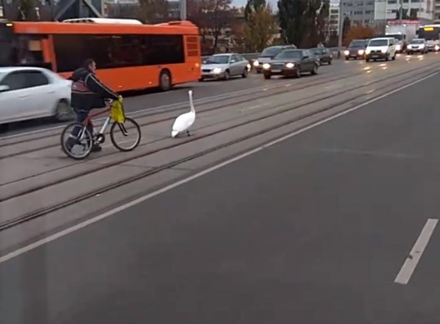 На первой эстакаде сняли велосипедиста, ведущего по трамвайным путям лебедя (видео) 