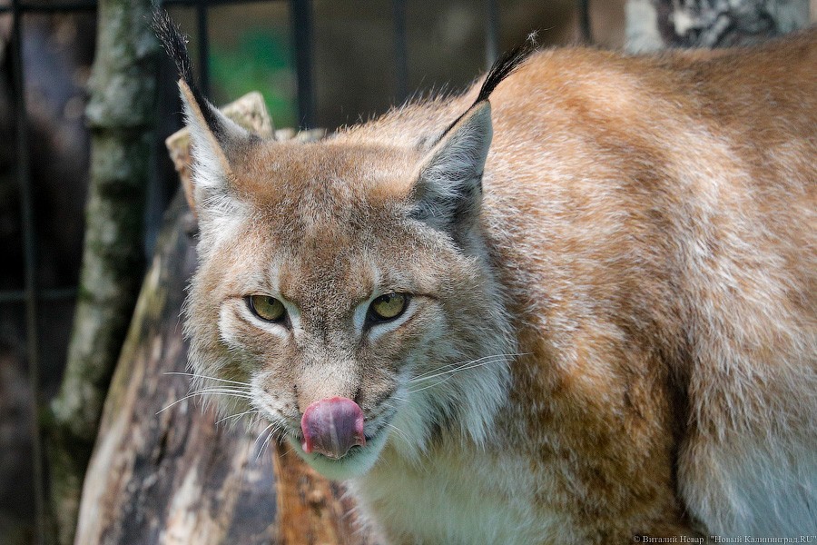 Дистанция в одного кенгуру: первый день работы Калининградского зоопарка (фото)