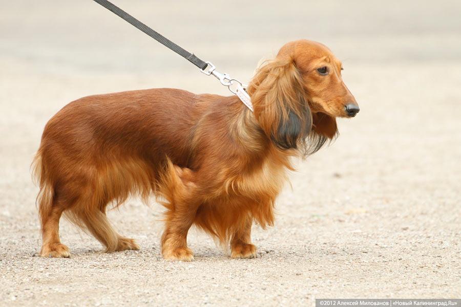 «Чистокровные двортерьеры»: фоторепортаж с выставки собак «Дворянское собрание»