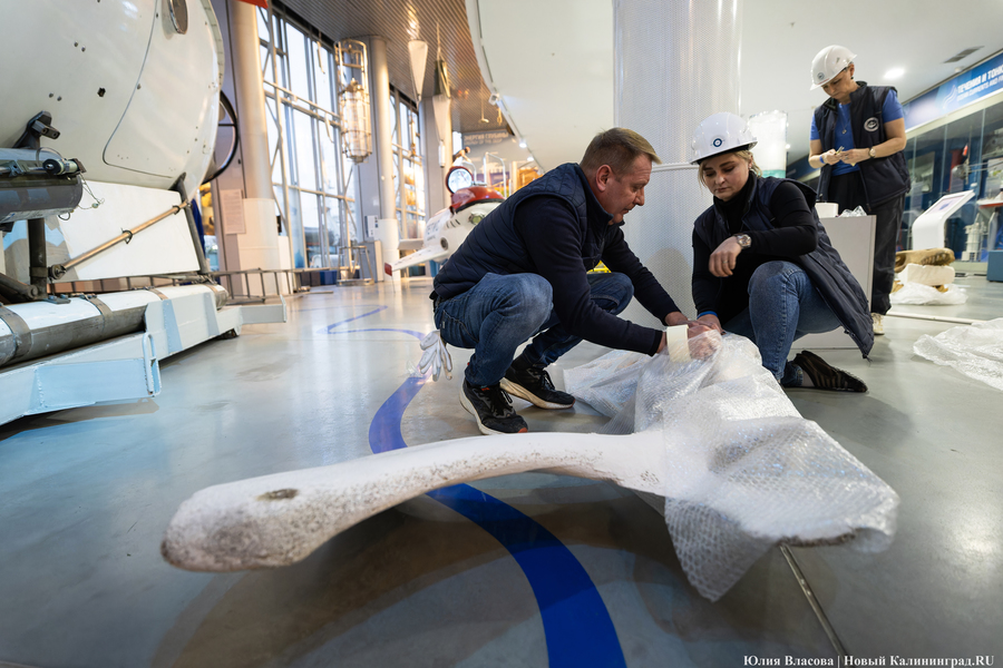 Первый «обитатель» «Планеты Океан»: скелет кашалота переезжает из «Глубины» (фото)