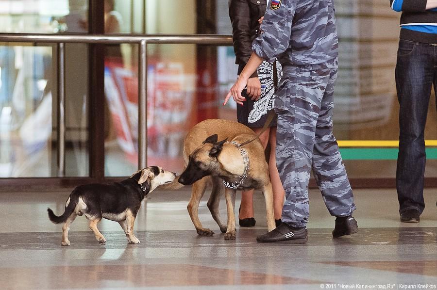 "Час пассажира": фоторепортаж "Нового Калининграда.Ru"