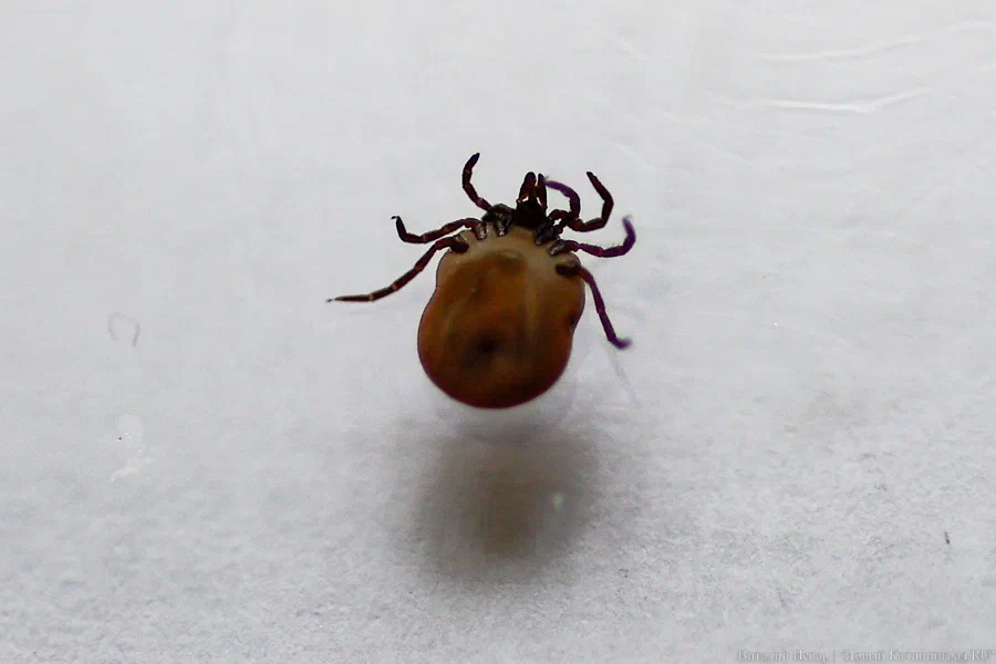 Сезон открыт: как защититься от клещей и что нужно знать о вакцинации