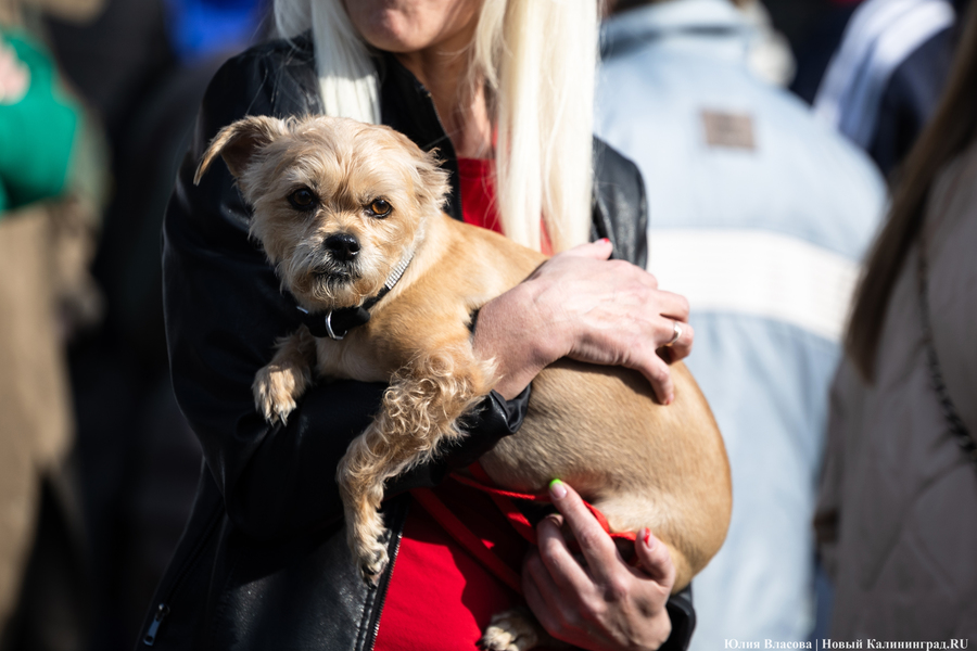 В защиту братьев меньших: в Калининграде прошёл митинг против убийства животных (фото)