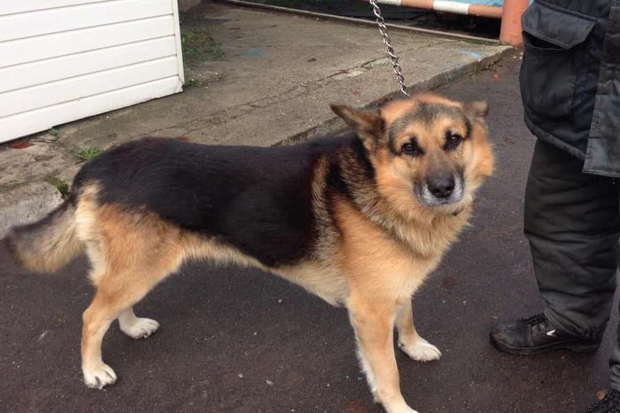 Шесть из восьми собак «Калининградтеплосети» нашли новый дом