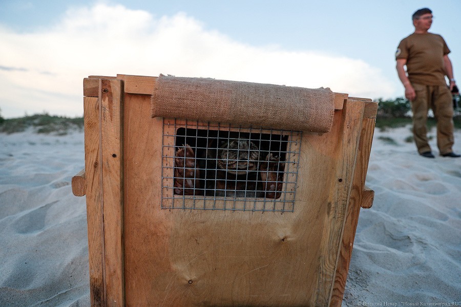 Ушли в закат: на Куршской косе выпустили рождённых в зоопарке тюленей (фото)