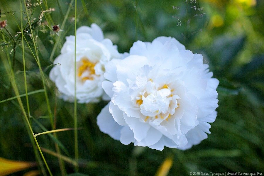Розовое цветение: Ботанический сад открылся для посетителей (фото)