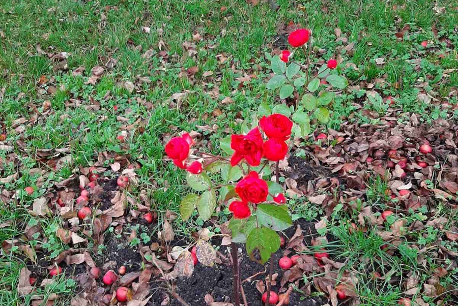 В Ботаническом саду зацвела сирень (фото)