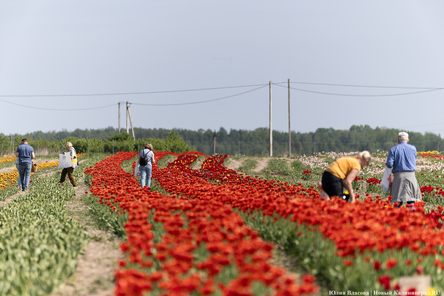 В Калинково открыли для посетителей тюльпановое поле (фото)