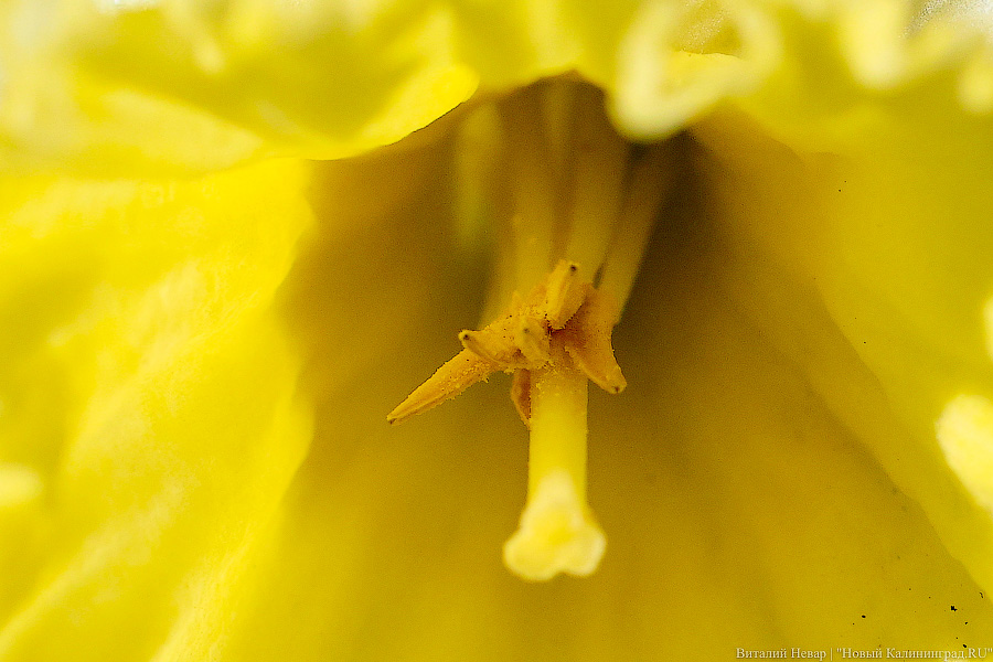 Тот, кто любит цветы: в Калининграде цветёт Ботанический сад (фото)