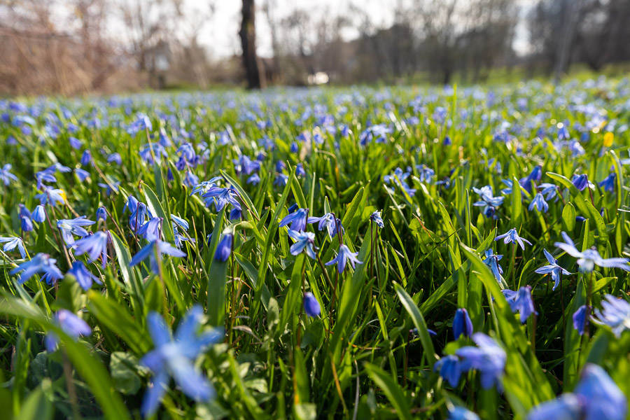 Весна в городе: посмотрите, как зацвёл Ботанический сад (фото)