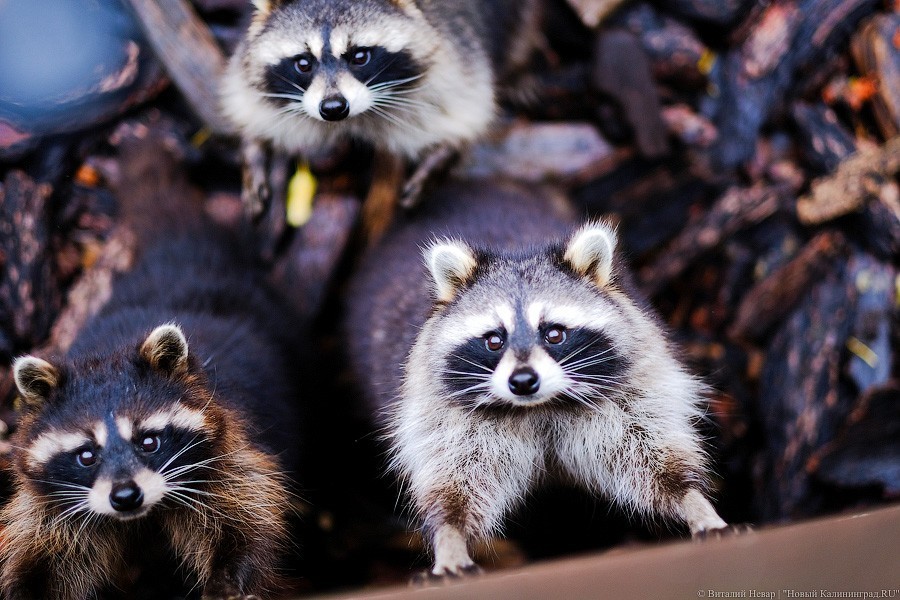 Тыква на обед, а не за билет! Показательное кормление животных в зоопарке (фото)