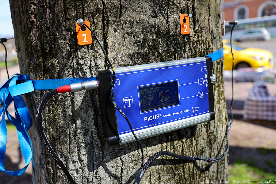 Правило «небуравчика»: власти Калининграда презентовали томограф для деревьев (фото)