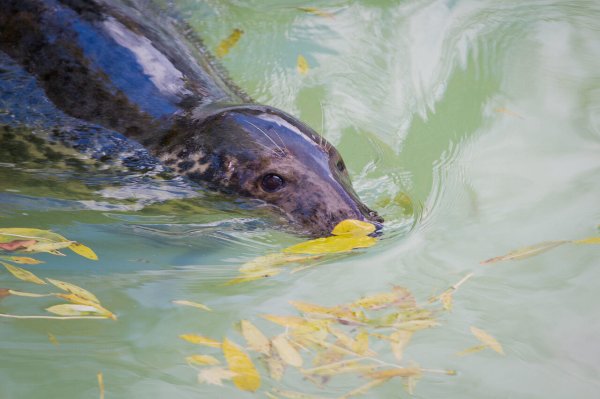 В зоопарке планируют отремонтировать чашу бассейна для ластоногих