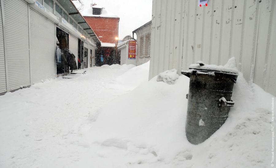 "Нападение белых мух": фоторепортаж "Нового Калининграда.Ru"