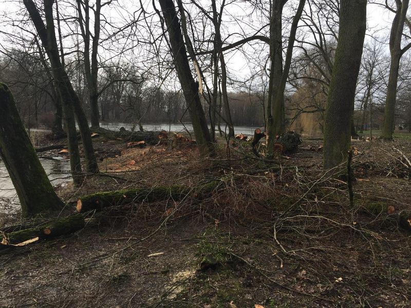 Закрыли телами: активисты добились приостановки вырубки деревьев в Южном парке 