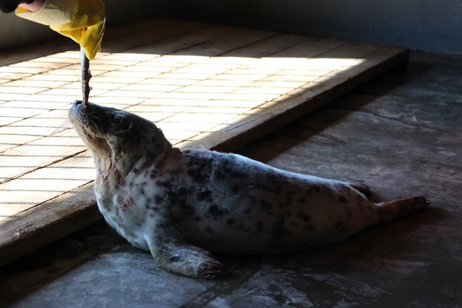 В зоопарке рассказали о состоянии Тюленя Четвёртого, спасенного на косе (фото)