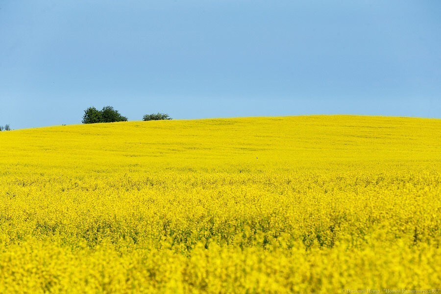 УФСИН заключает с фирмой Долгова многомиллионный контракт на обработку своей земли
