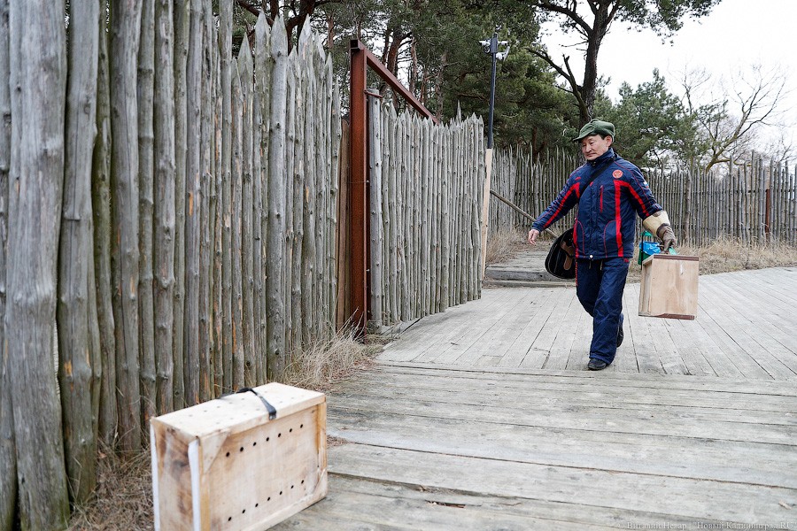 Пятеро местных и один залетный: на Куршской косе выпустили на волю канюков (фото)