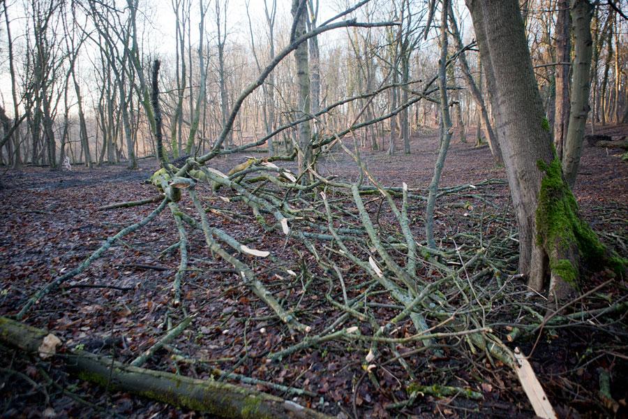 Кладбищенские истории: что происходит с лесопарком на Донского