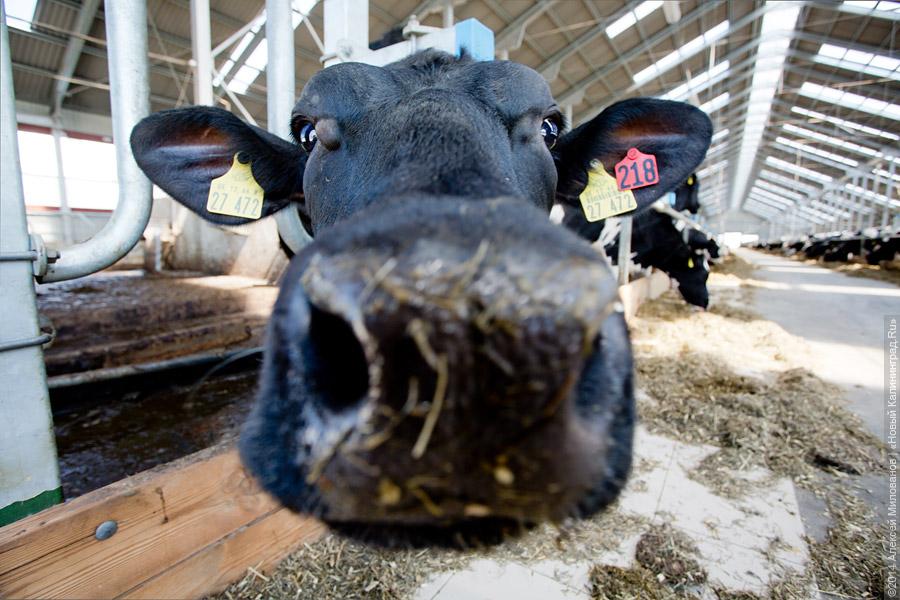 26 мая 2014: коровы в молочном комплексе «Залесье-Агро» в Полесском районе