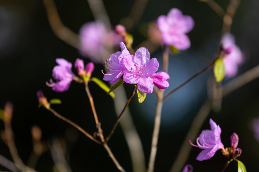 Весна в городе: посмотрите, как зацвёл Ботанический сад (фото)