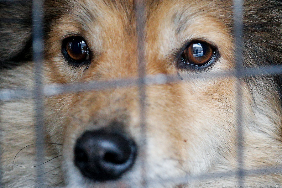 «Петля, намордник, ошейник»: как волонтеры бездомных собак отлавливают