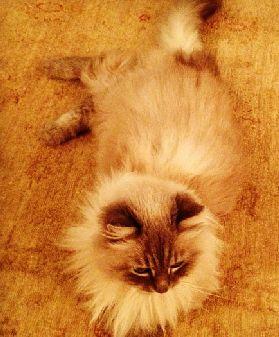 Медведев опубликовал в Twitter и Instagram фотографию кота Дорофея