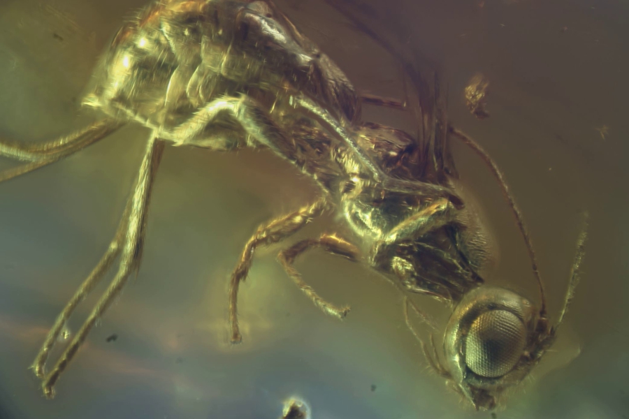 Найденный в янтаре новый вид насекомых назвали в честь Канта (фото)