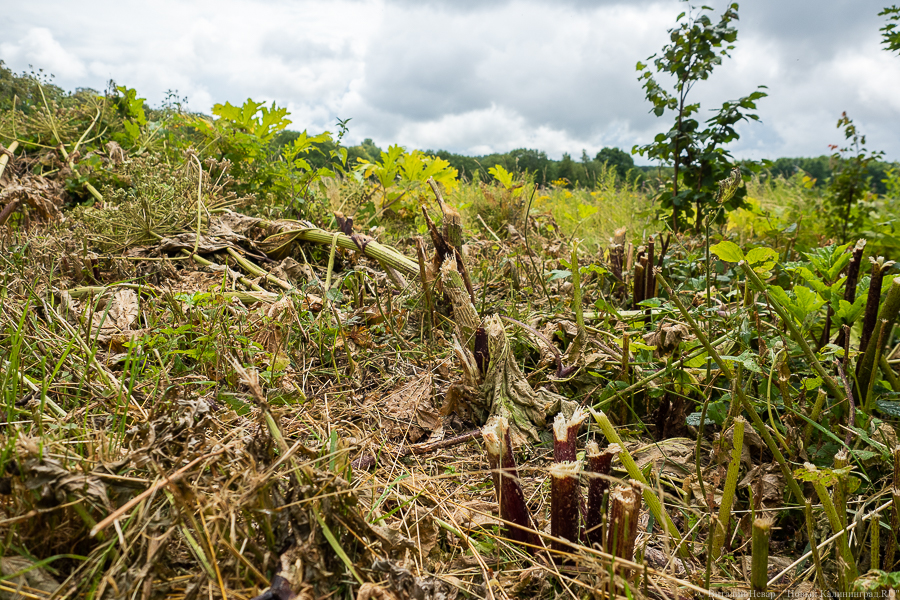 Рядом с онкоцентром в Родниках перевели под жилую застройку 38 гектаров сельхозземель