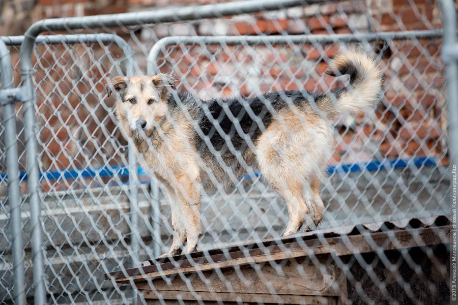Три этажа собак: как в одной конюшне разместились 70 бездомных животных