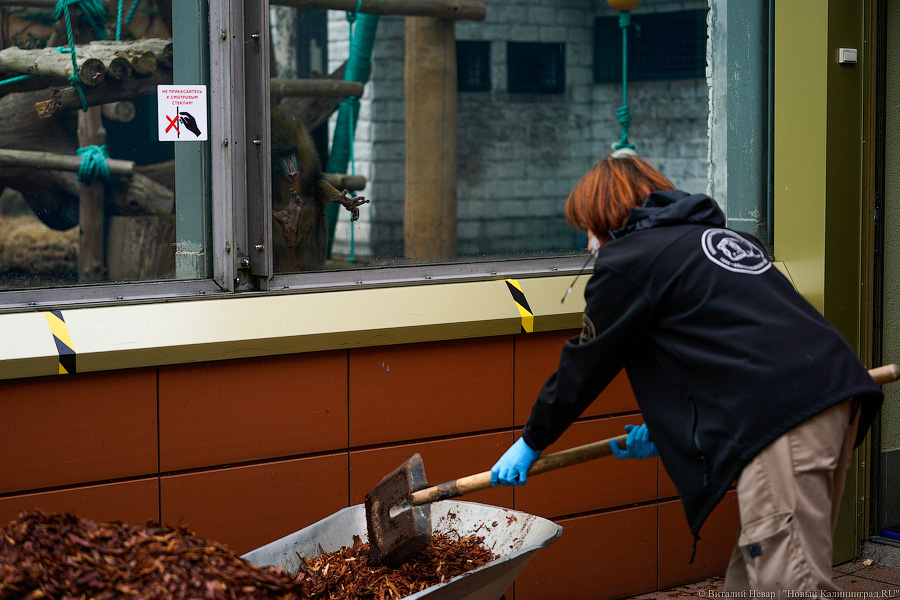 Вот компания какая: Калининградский зоопарк открыл все павильоны для посетителей