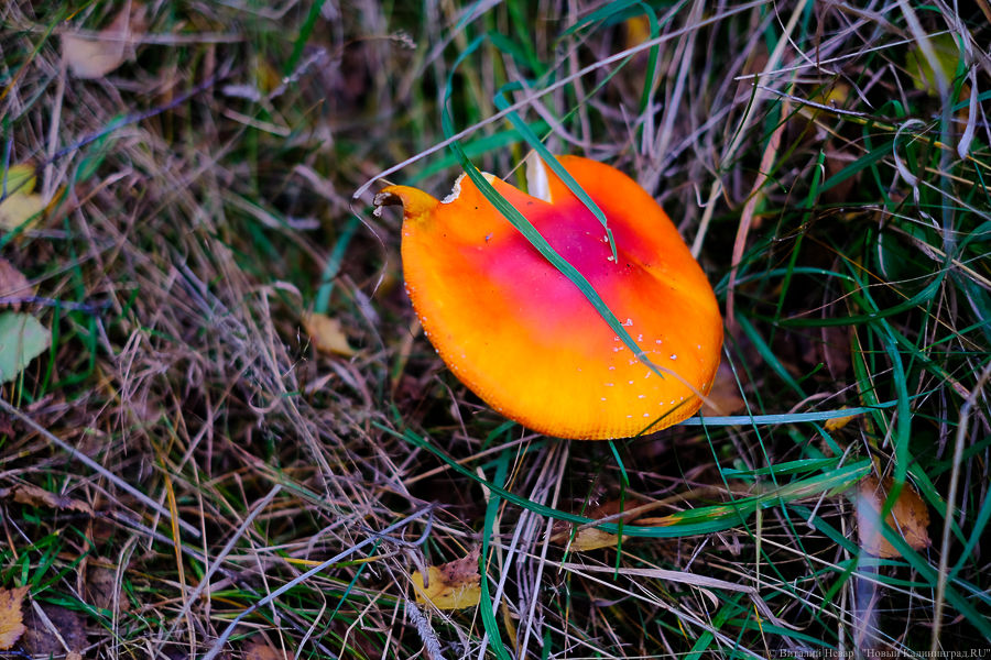 Двое калининградцев отравились собранными грибами