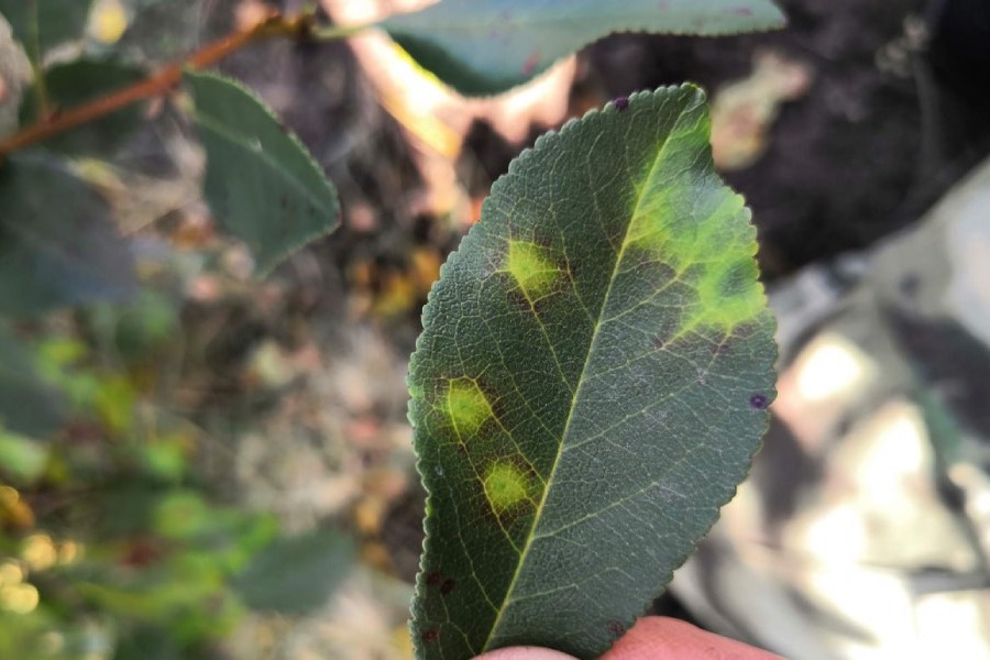 В Зеленоградском районе выявили потивирус шарки слив