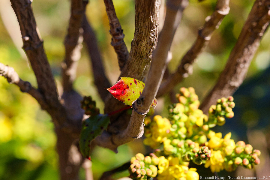 Тот, кто любит цветы: в Калининграде цветёт Ботанический сад (фото)