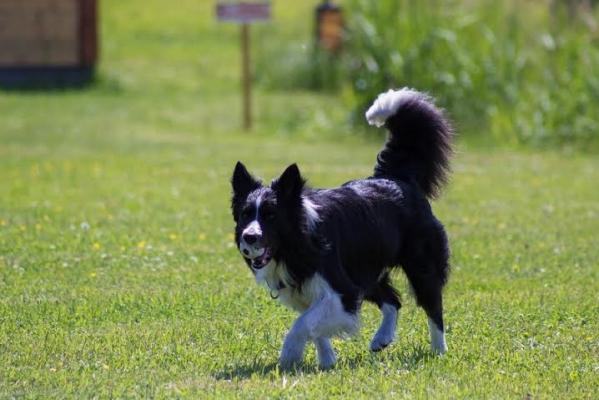 Как таможенным собакам помогают сохранить здоровье и рабочий азарт