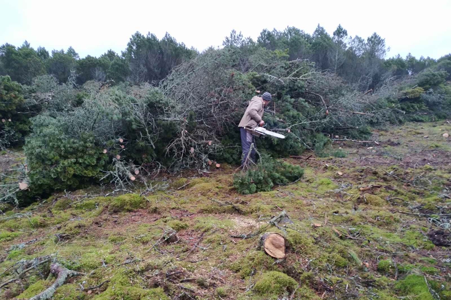 На Куршской косе рубят гектар сосны для возобновления леса