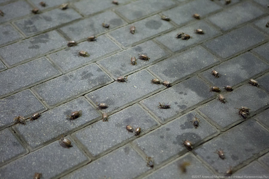 Под Калининградом — нашествие майских жуков, и их реально много