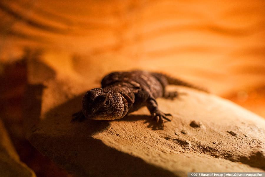 «Зов джунглей»: фоторепортаж с открытия первого калининградского экзотариума