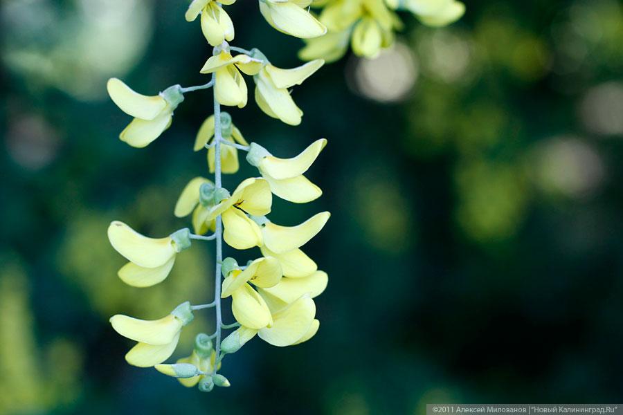 "Самая зеленая зона": фоторепортаж "Нового Калининграда.Ru"