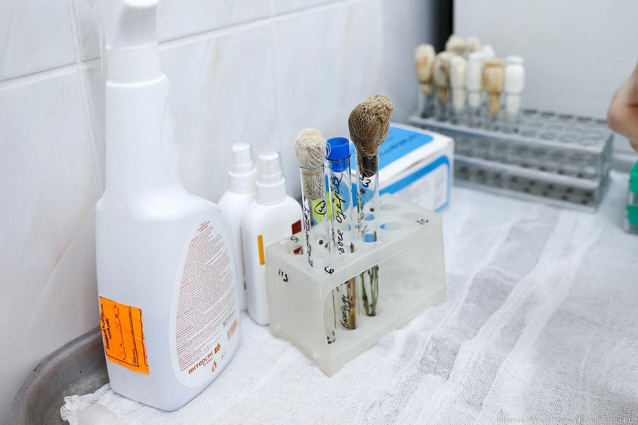 Он зловещ: клещи начали активно нападать на жителей Калининграда и области