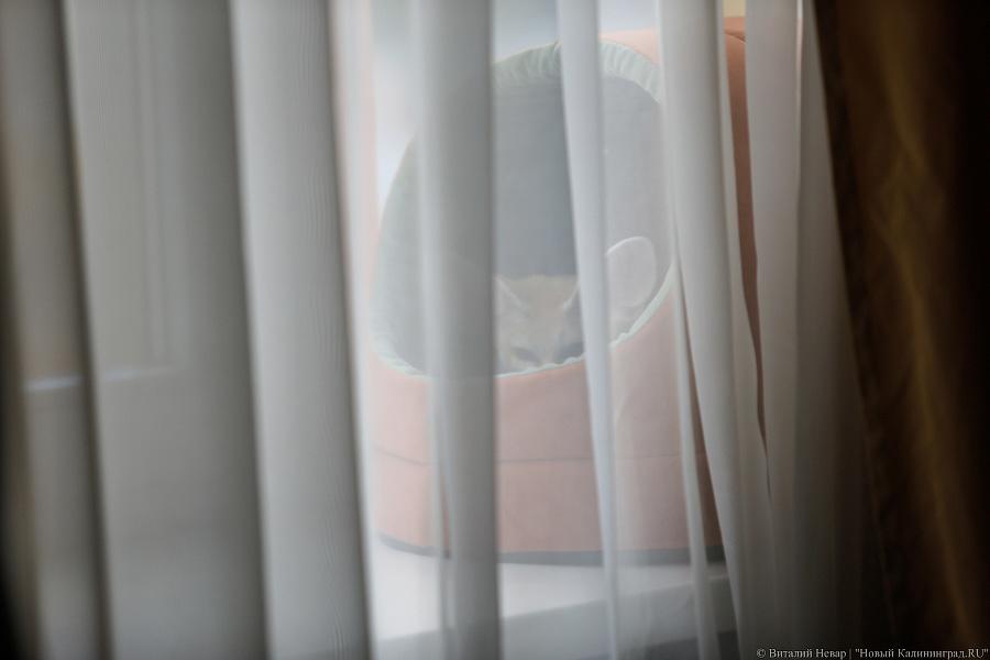 Длинноухое фыр-фыр-фыр: пара фенеков поселилась в Калининграде