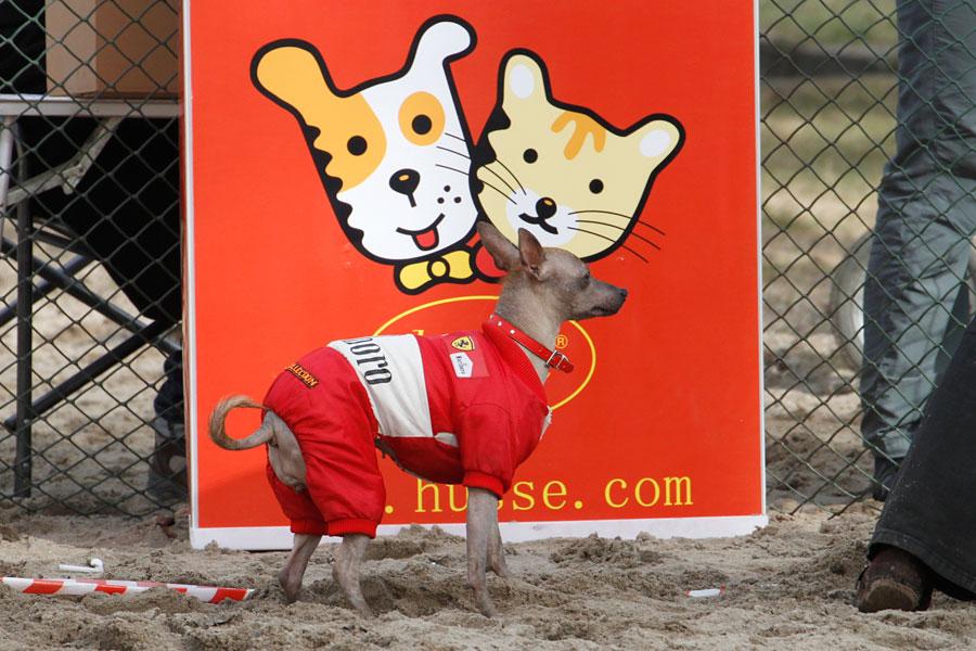 «Главные по тарелочкам»: фоторепортаж с соревнований по дог-фрисби