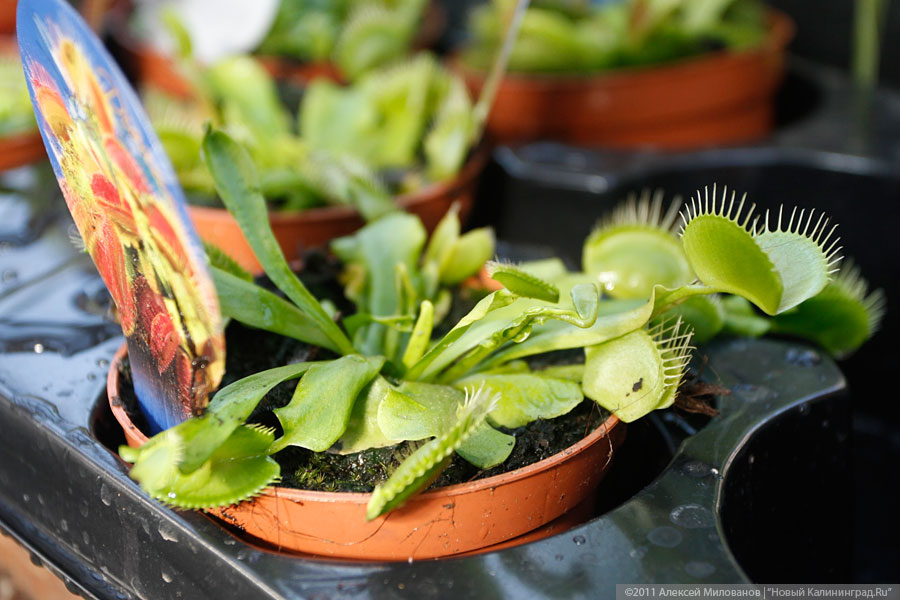 31 мая 2011: хищное растение Венерина мухоловка в ботаническом саду
