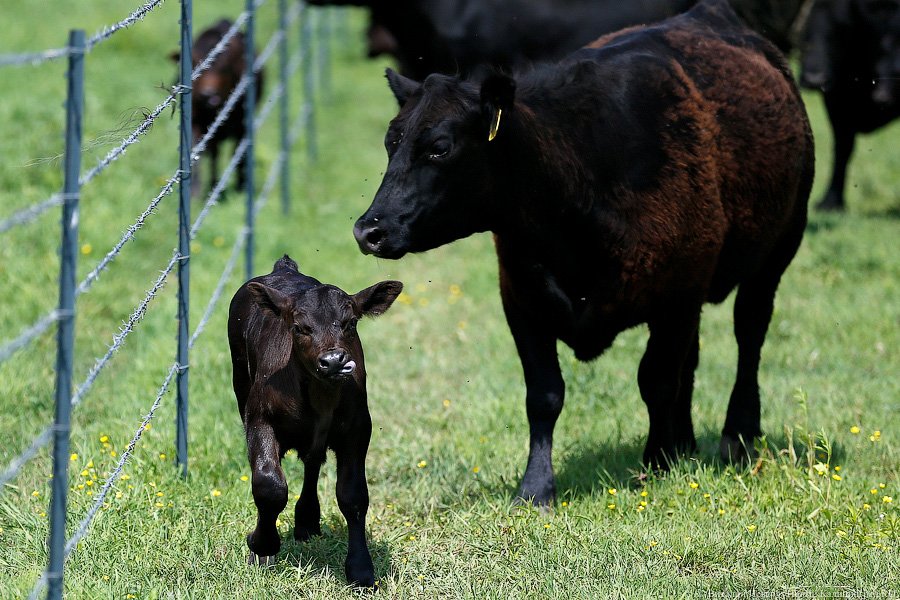 Бойня за землю: что мешает развиваться «Мираторгу» в Калининградской области