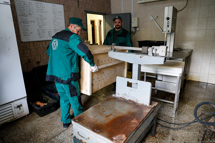 Тюлений «выпускной»: как животные из зоопарка обрели свободу на Балтике