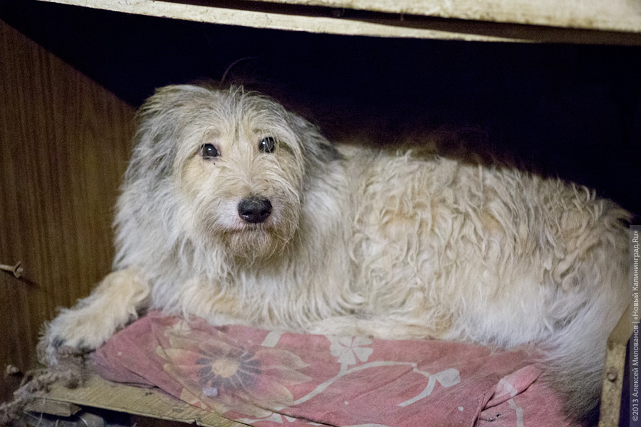 Три этажа собак: как в одной конюшне разместились 70 бездомных животных